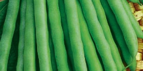 Zeleni divovski pasulj